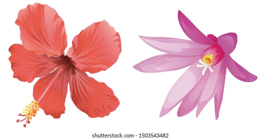Red Hibiscus. Purple Hatiora. Vector illustration. Isolated illustration element. Floral botanical flower. Wild leaf wildflower isolated. Exotic tropical hawaiian jungle.