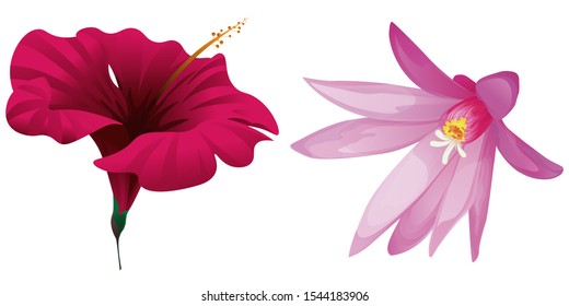 Red Hibiscus. Purple Hatiora. Vector illustration. Isolated illustration element. Floral botanical flower. Wild leaf wildflower isolated. Exotic tropical hawaiian jungle.