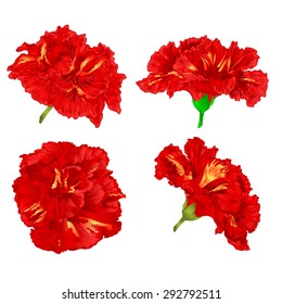 Red hibiscus Tropical flowers houseplants vector illustration
illustration