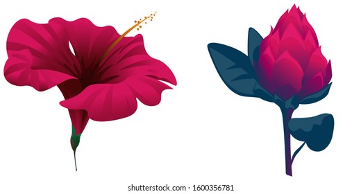Red Hibiscus. Red Vriesea. Vector illustration. Isolated illustration element. Floral botanical flower. Wild leaf wildflower isolated. Exotic tropical hawaiian jungle.