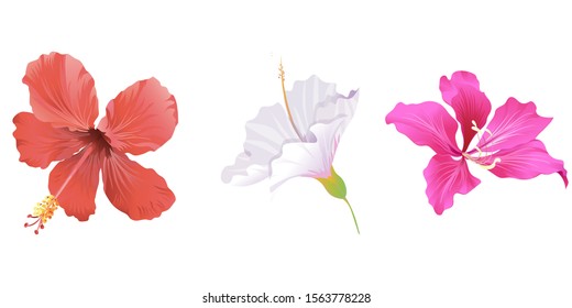 Red Hibiscus. White Hibiscus. Pink Bauhinia Purpurea. Vector illustration. Isolated illustration element. Floral botanical flower. Wild leaf wildflower isolated. Exotic tropical hawaiian jungle.
