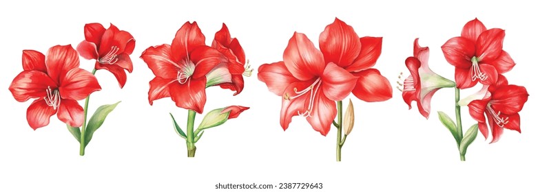 Red Hippeastrum Flower Watercolor Vector Illustration