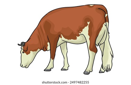 red holstein cow with separate white background