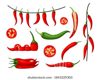 Red hot chili pepper harvest set. Fresh organic and hanged dried spicy pod, slice and half section, seed grain and chopped cayenne vegetable vector illustration isolated on white background