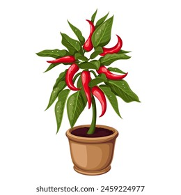 Red hot chili pepper plant growing in pot, cartoon vegetable growth. Pepper seedlings with red fruits on branches with green leaves, organic healthy harvest of home garden cartoon vector illustration