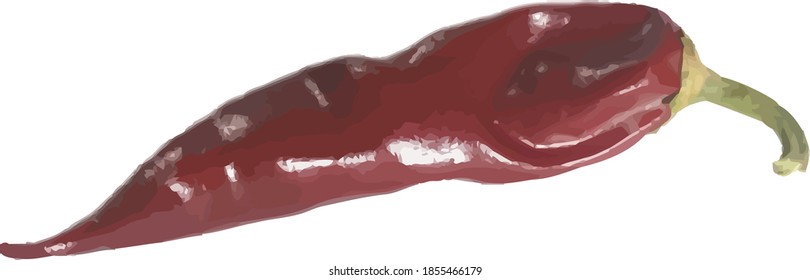 Red hot chili pepper vector