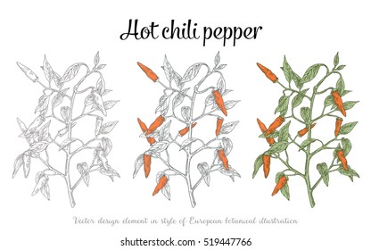 Red hot chili peppers, branch red decoration peppers isolated, Chili bush on a white background