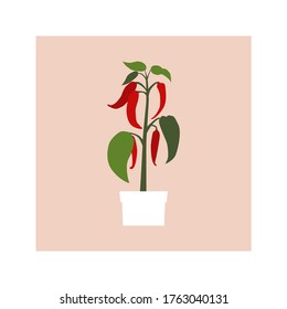 Red hot chilli pepper growing in a pot. Urban gardening flat vector concept illustration