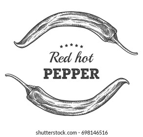 Red Hot Pepper engraving illustration. Ink line vector. Line art