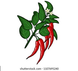 Red hot pepper on a branch with white flowers on white background. Healthy organic food. Vector illustration.