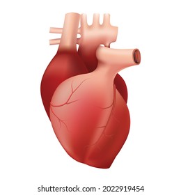 Red Human Heart Illustration Vector