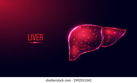 Red human liver. Wireframe low poly style. Concept for medical, treatment of the hepatitis.  Abstract modern 3d vector illustration on dark blue background. 