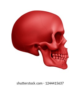 The Red Human Skull. Illustration for Medicine, Science or for a Game Design on White Background