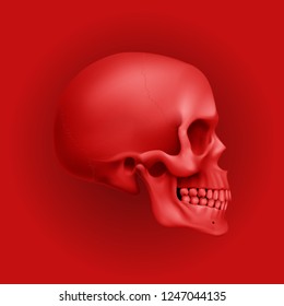 The Red Human Skull. Illustration for Medicine, Science or for a Game Design on Red Background
