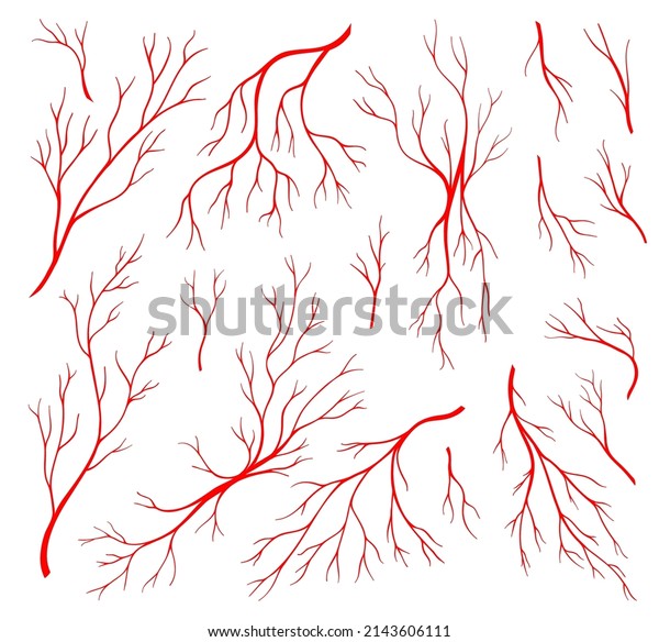 Red human veins, anatomy blood veins and artery or\
eye capillary, vector icons. Body system circulatory veins,\
hemorrhage vessels of vascular and arterial circulation in organs,\
venous blood aortas