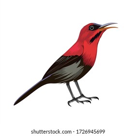 Red Hummingbird Vector Illustration Design