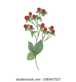 Red Hypericum with fruit and green leaves isolated on white background. Beautiful natural drawing of gorgeous ornamental flowering plant. Realistic floral vector illustration in antique style