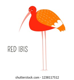 Red Ibis eudocimus ruber shorebird type, scarlet bird