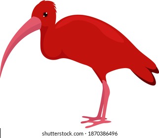 Red ibis, illustration, vector on white background.