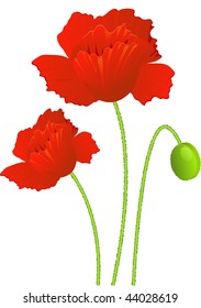 Red isolated Poppies