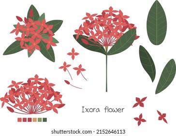 Florecen las flores rojas de Ixora (Ixora chinensis). Elemento de flor con fondo blanco. Diseño plano.