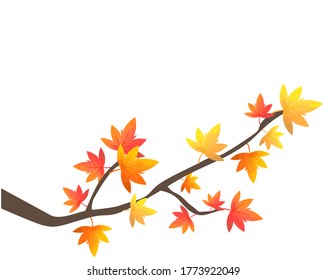Red Japanese maple leaves on white backrgound.  