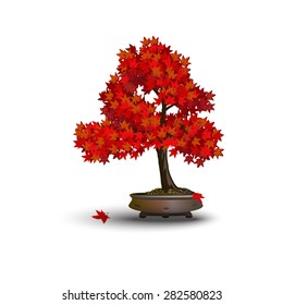 Red japanese maple tree with red leaf. Bonsai.