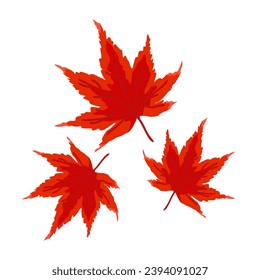 Red japanese maple. Vector isolated illustration.