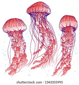 Red jellyfish set. Vector illustration.