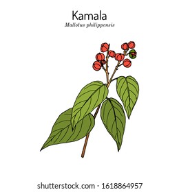 Red kamala or kumkum tree (Mallotus philippensis), medicinal plant. Hand drawn botanical vector illustration