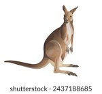 Red kangaroo drawn in a realistic style. Antilopine wallaroo. Australian fauna. Marsupials. Vector illustration isolated on a white background