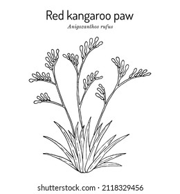 Pata de canguro rojo (Anigozanthos rufus), planta ornamental. Ilustración de vector botánico dibujada a mano