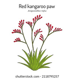 Pata de canguro rojo (Anigozanthos rufus), planta ornamental. Ilustración de vector botánico dibujada a mano