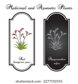 Red kangaroo paw (Anigozanthos rufus), ornamental plant. Hand drawn botanical vector illustration