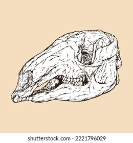 red kangaroo skull head vector illustration