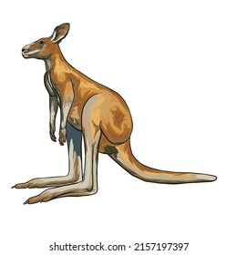 Red Kangaroo Vector white background