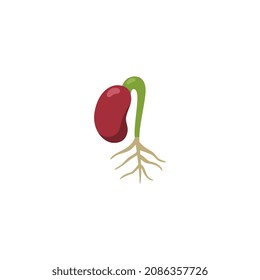 Red Kidney Bean Seedling With Root, Flat Cartoon Vector Illustration Isolated On White Background. Stage Of Kidney Plant Seed Development And Growing.