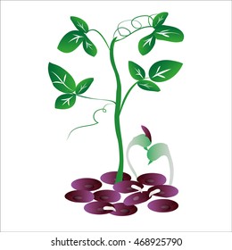 Red kidney bean and red bean sprouts  on a white background