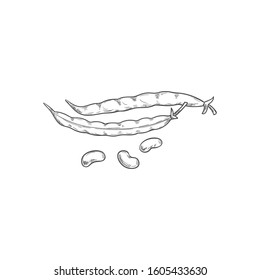 Red Kidney Beans Or Pea Pod Vegetables Isolated Legumes Sketch. Vector Organic Vegetarian Food, Peeled Grains