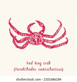 Red king crab (Paralithodes camtschaticus) top view. Ink black and white doodle drawing in woodcut style with inscription.