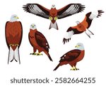 Red Kite Bird of Prey Hawk Poses Flying Vector Illustration