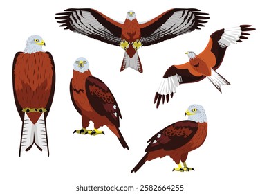 Red Kite Bird of Prey Hawk Poses Flying Vector Illustration