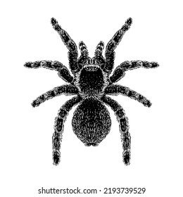 Red Knee Tarantula hand drawing vector illustration isolated on white background