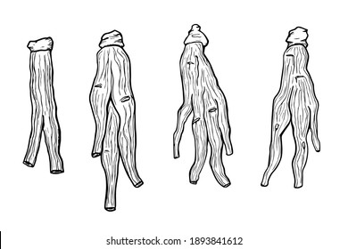 Red korean dried ginseng illustration. Ginseng root symbol in hand drawing style. Chinese, korean traditional medicine, food. Line or outline icons. Vector illustration