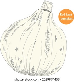 Red kuri pumpkin vector illustration