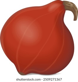 Red Kuri squash. Climbing Onion squash, Potimarron squash. Winter squash. Cucurbita maxima. Fruits and vegetables. Isolated vector illustration.