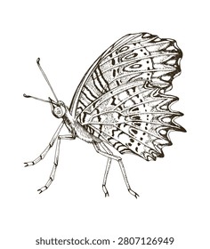 Red lacewing butterfly side view