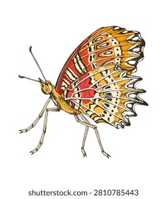 Red lacewing butterfly side view