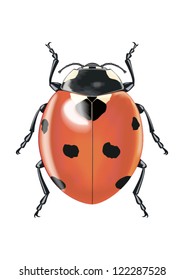 Red lady bug isolated vector illustration close up