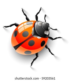 red ladybird